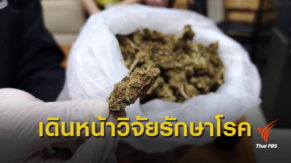 อภ.รับมอบกัญชาของกลาง 100 กก. เดินหน้าวิจัยทางการแพทย์