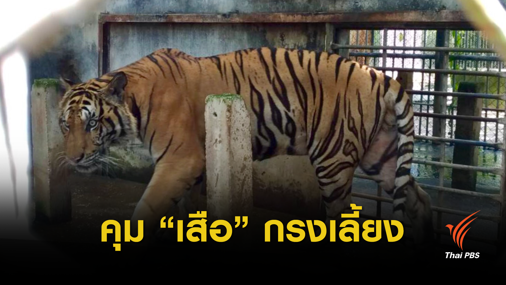 วิกฤต "ไซเตส" จับตาฟาร์มเสือไทยแหล่งค้า 