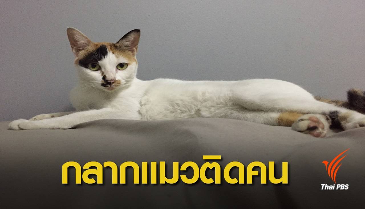 สธ.เตือนเชื้อ "กลากแมว" ติดคนเลี้ยงได้