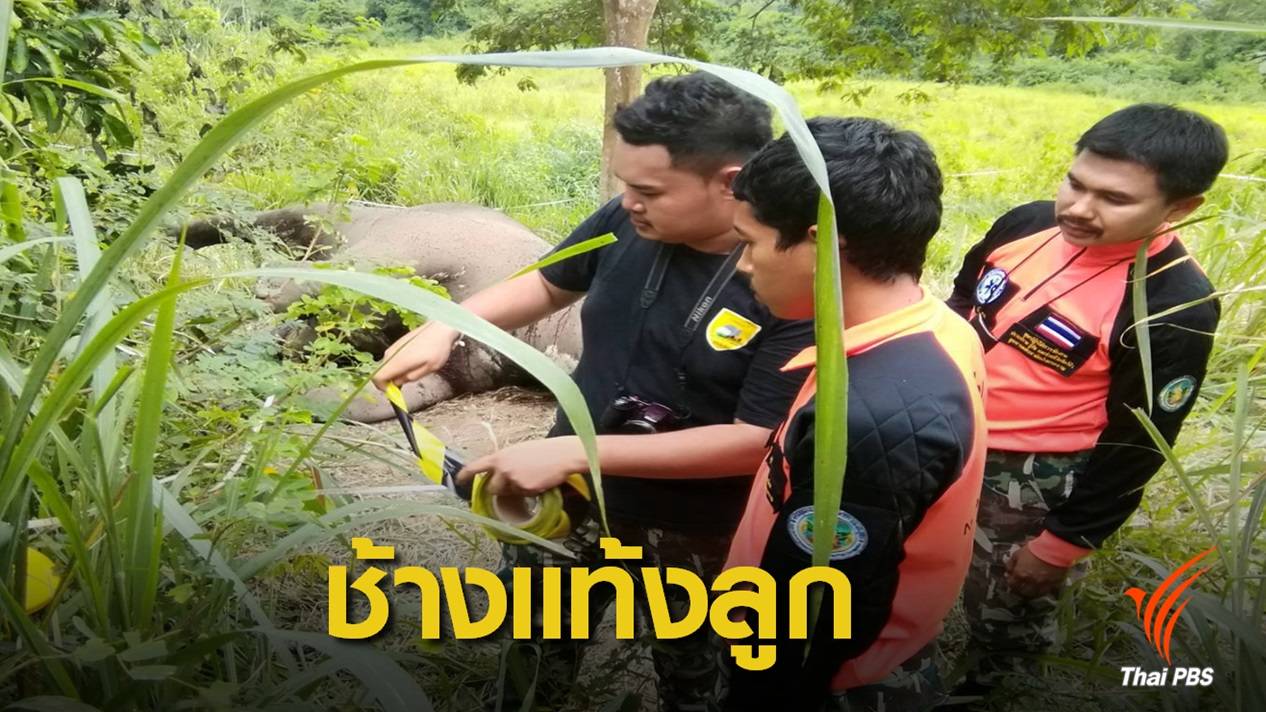 สลด! ช้างป่าแก่งกระจาน แท้งลูกตาย 