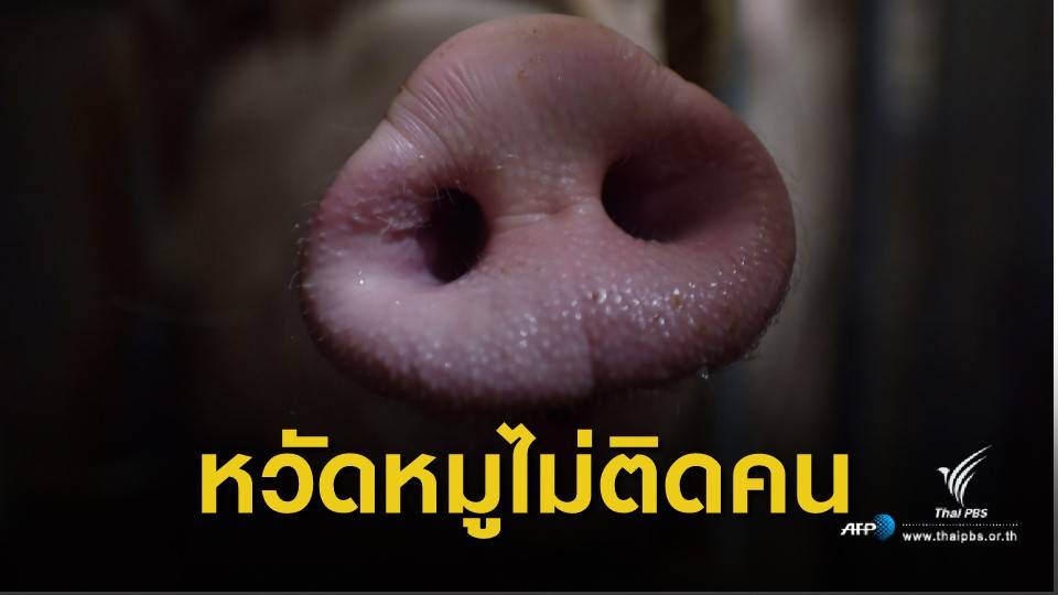 จีนฆ่าหมู 4 หมื่นตัว สกัดไข้หวัดหมูแอฟริกันระบาด