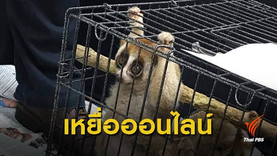 ตีแผ่ไทยแหล่งค้าสัตว์ป่าออนไลน์