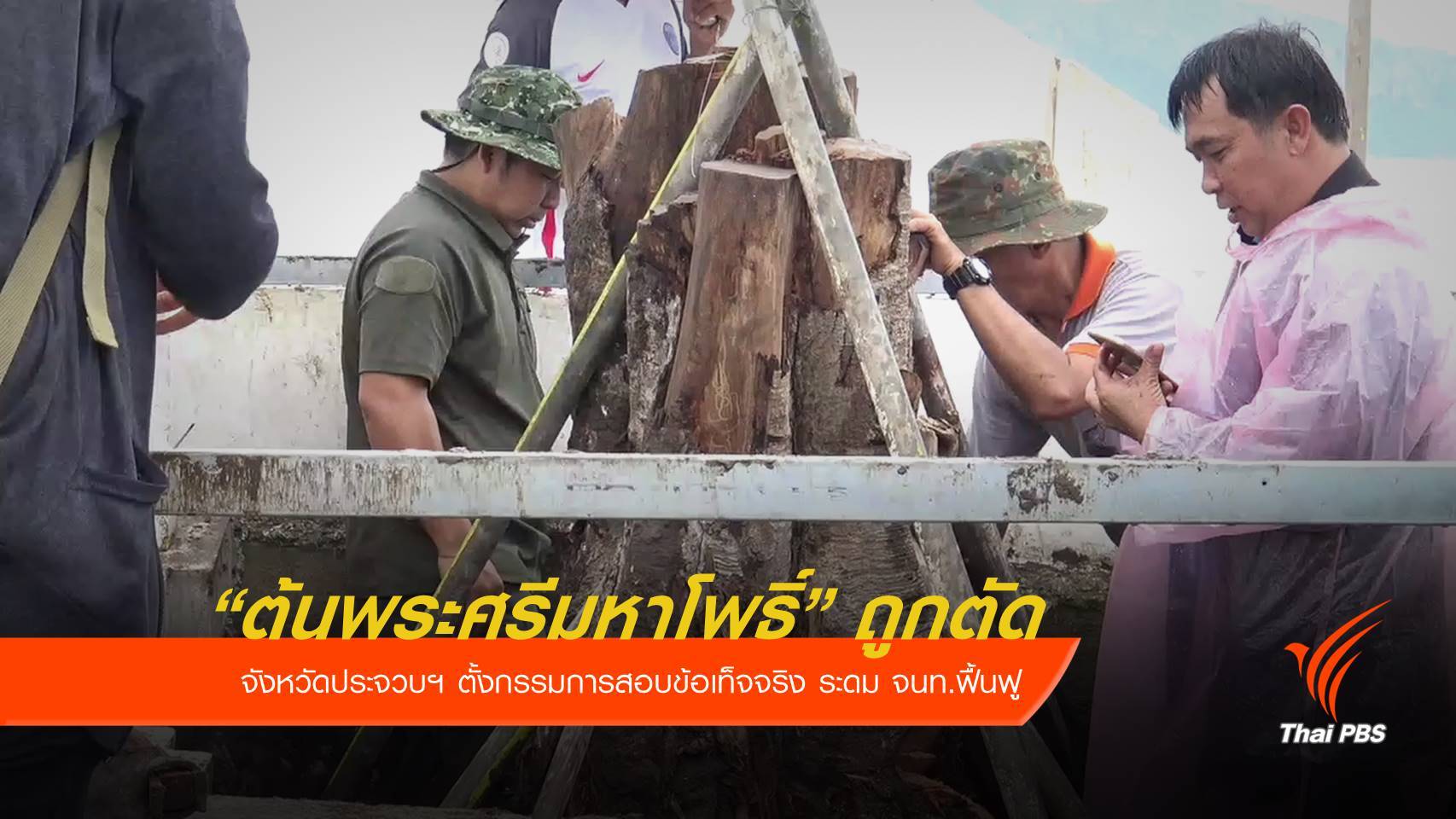 ตั้งกรรมการสอบ "ตัดต้นพระศรีมหาโพธิ์" รัชกาลที่ 9 ทรงปลูก
