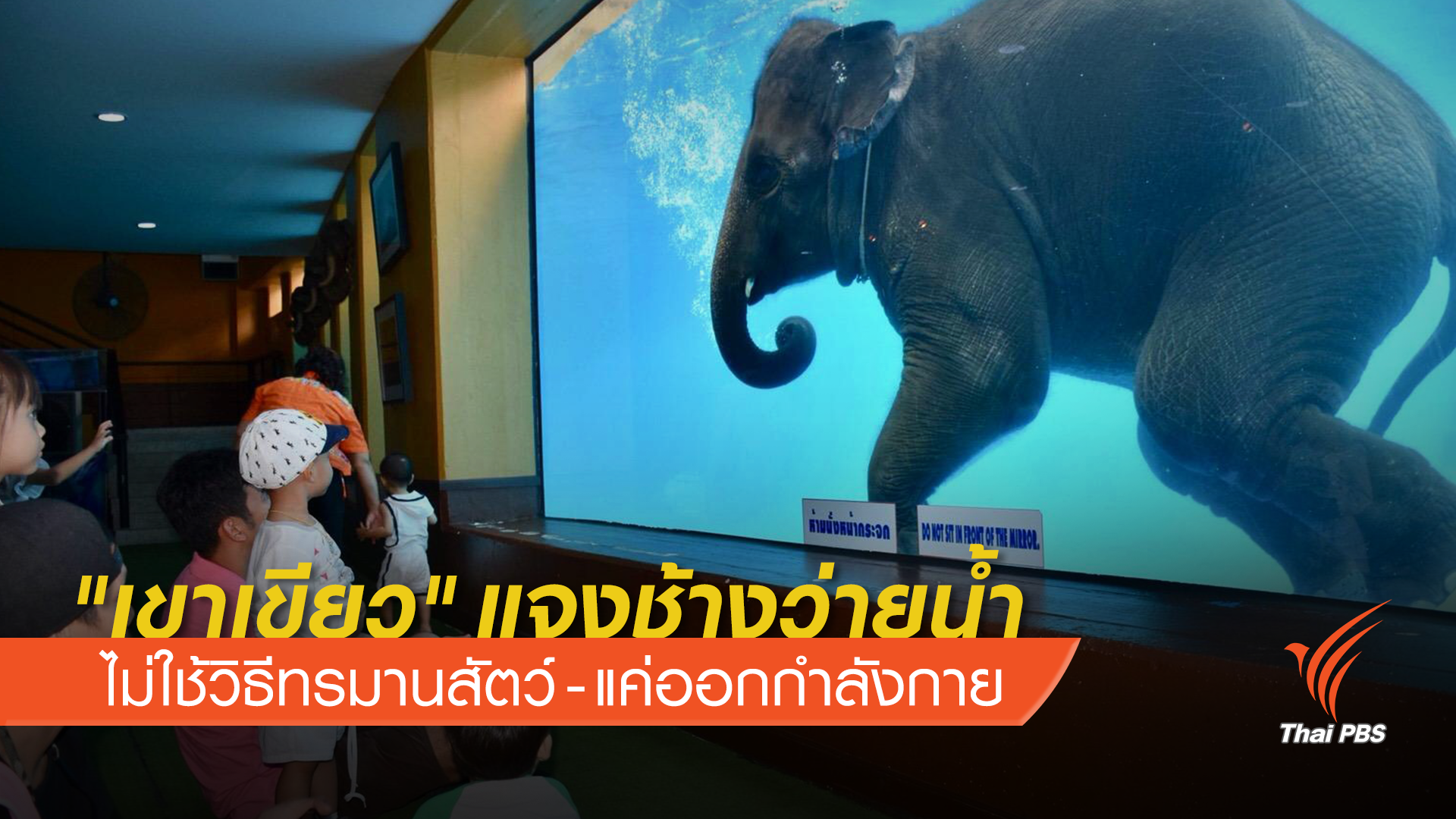 "เขาเขียว" แจงช้างว่ายน้ำ แค่ออกกำลังกาย