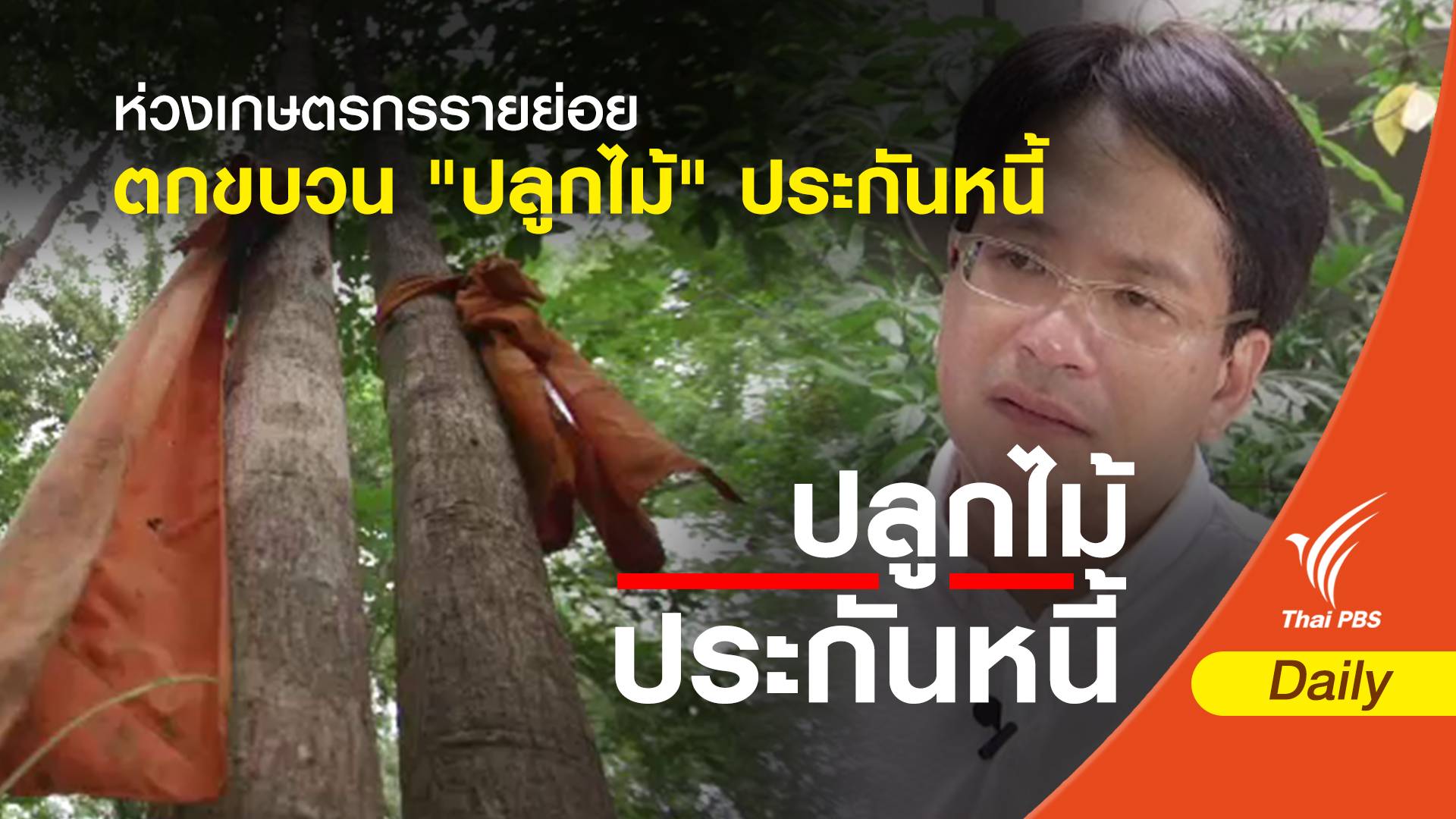 ห่วงเกษตรกรรายย่อยตกขบวน "ปลูกไม้" ประกันหนี้