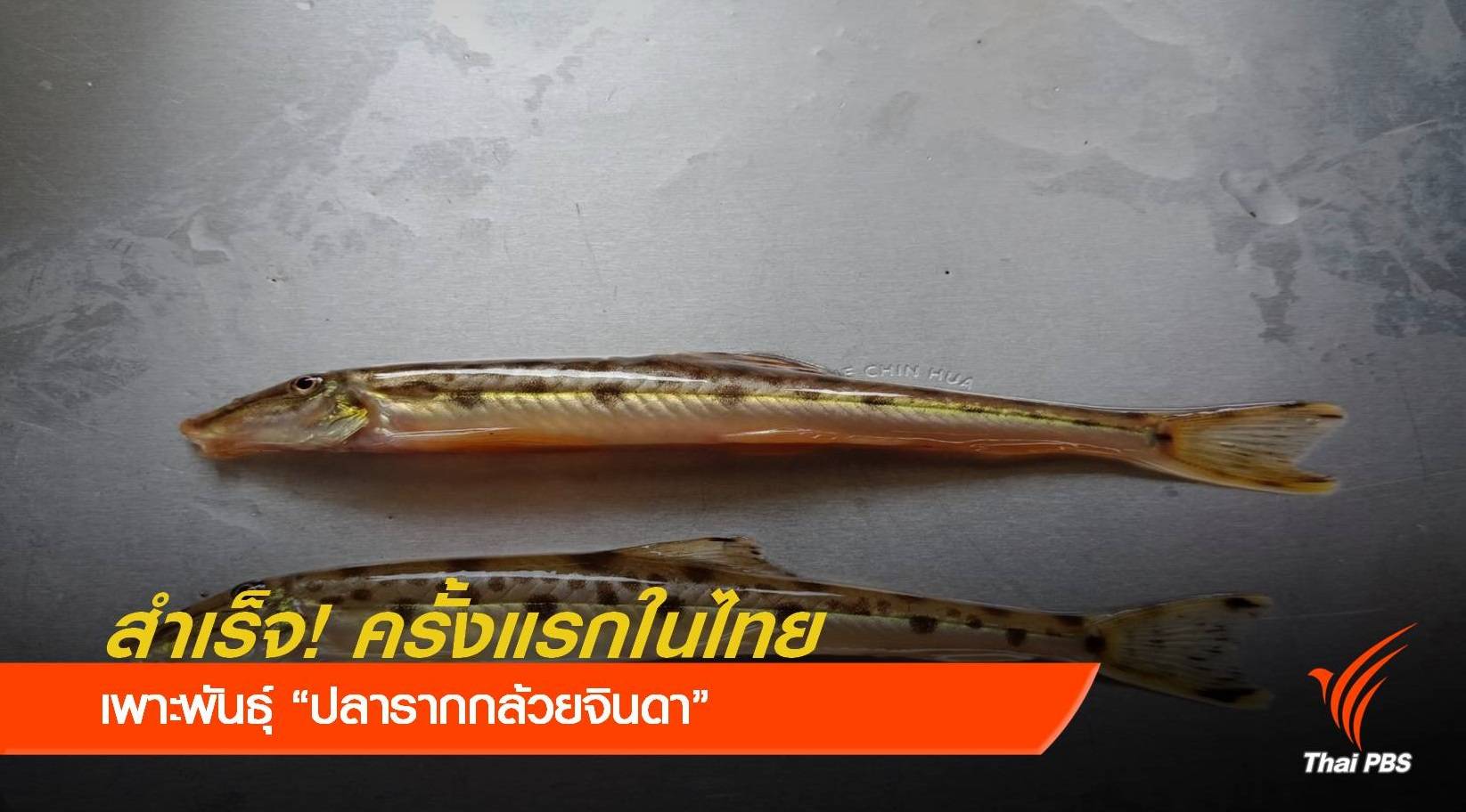 กรมประมง เพาะพันธุ์ “ปลารากกล้วยจินดา” สำเร็จครั้งแรก