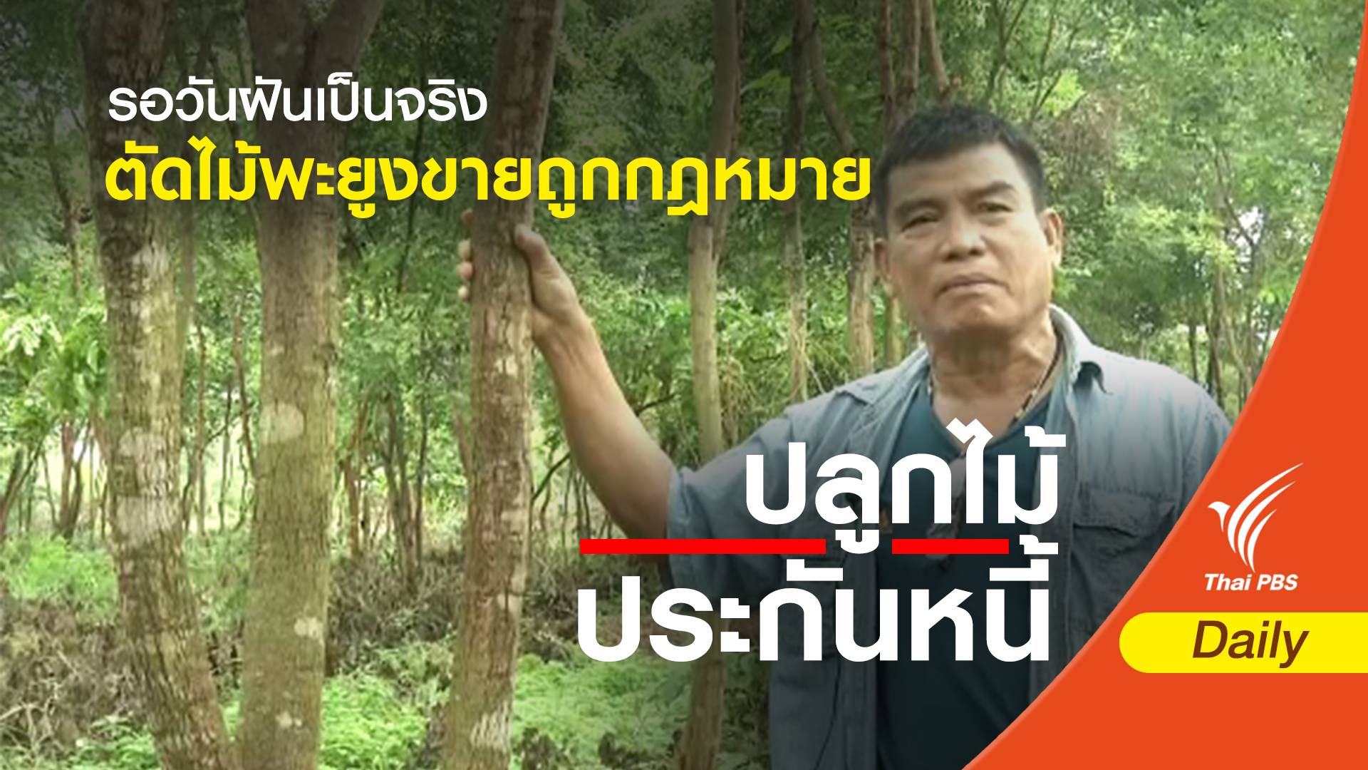 รอวันฝันเป็นจริง ตัด 'ไม้พะยูง' ขายถูกกฎหมาย