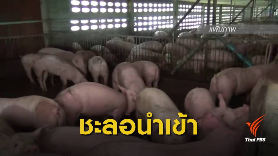 ปศุสัตว์สั่งชะลอนำเข้าหมูจากจีน พบ "อหิวาต์แอฟริกา" ระบาด