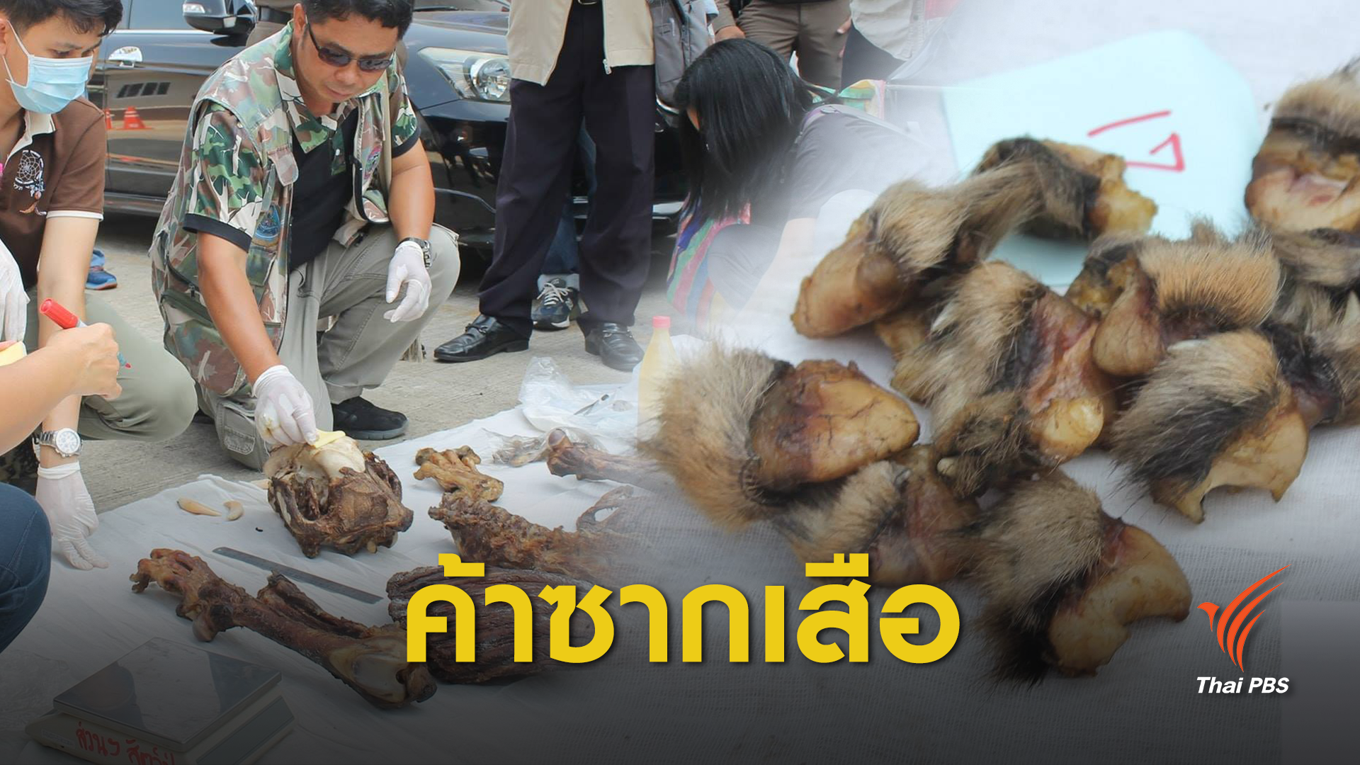 แกะรอยค้าเสือข้ามชาติ "ไทยทางผ่าน"