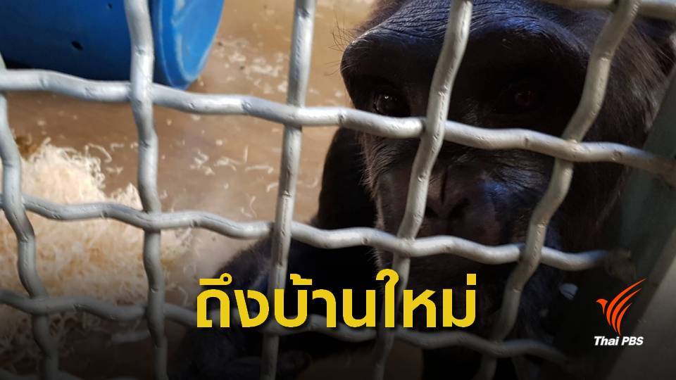 "นาตาลี" ซิมแปนซีจากไทยถึงบ้านใหม่ที่อังกฤษแล้ว
