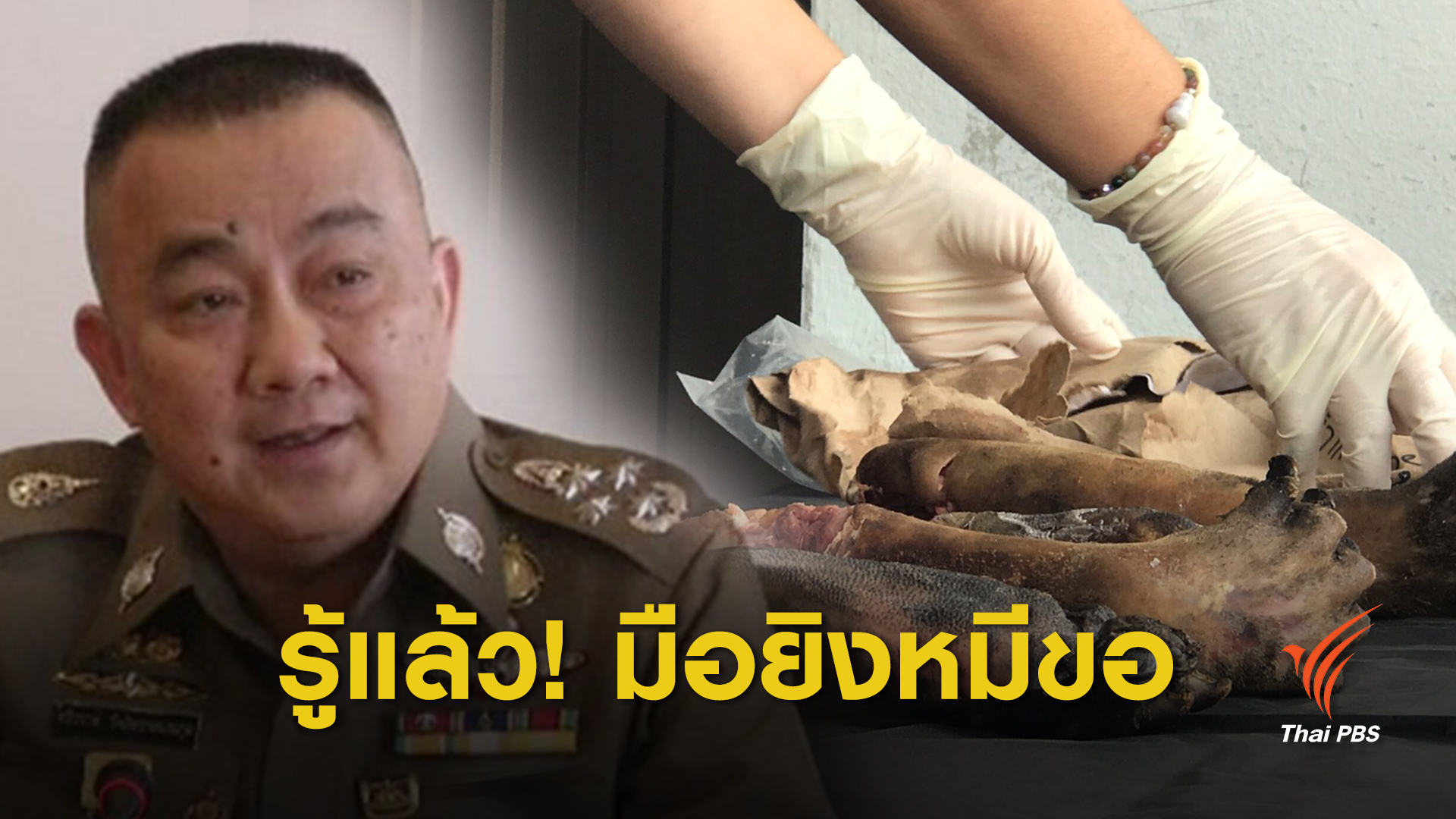 "อส.ออย" ยอมรับ "หมีขอ" ถูกยิงจากปืนลูกกรดจริง