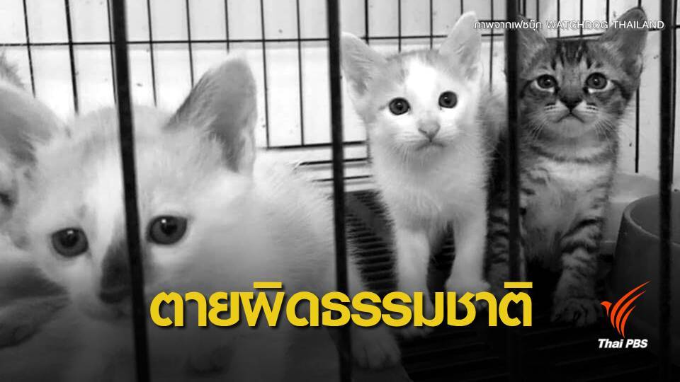ผลชันสูตรยืนยันแมวตายผิดธรรมชาติ