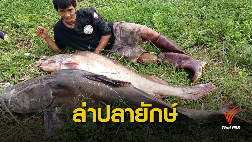 จับแก๊งลอบเข้าป่าทุ่งใหญ่ล่า "ปลาคังยักษ์" แก่งน้ำโจน