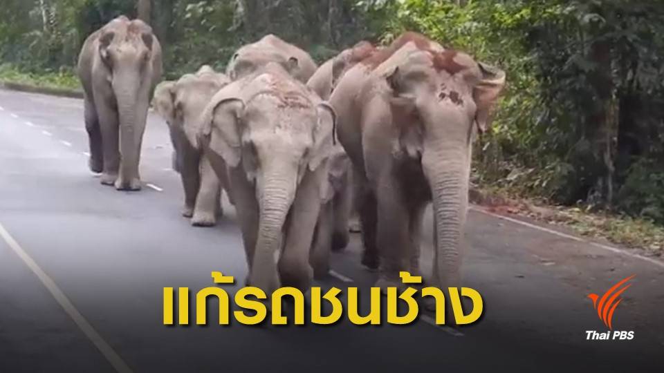 เตรียมย้ายช้างพ้นถนนสาย 3076 จ.ฉะเชิงเทรา