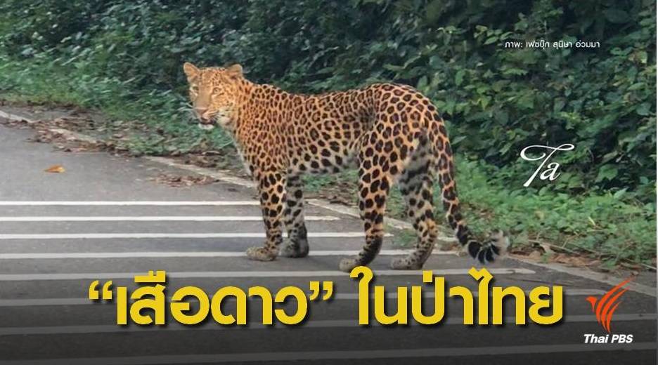  เช็กยอด “เสือดาว” ในป่าไทย เหลือแค่ 130 ตัว