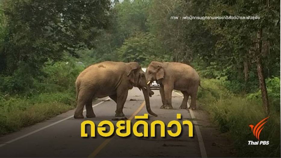 หาดูยากศึก "ช้างชนช้าง" กลางป่าแก่งกระจาน