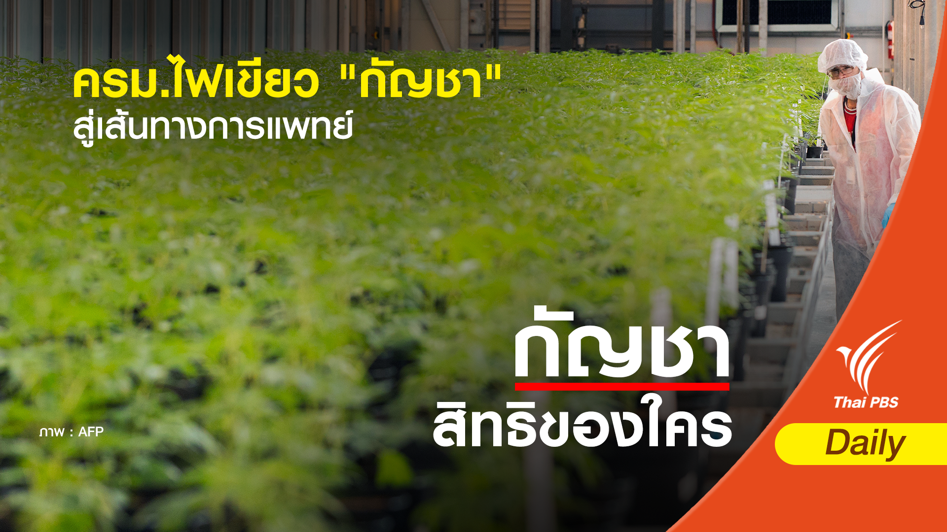 ครม.ไฟเขียว " กัญชา" สู่เส้นทางการแพทย์-ทดลอง 5 ปี