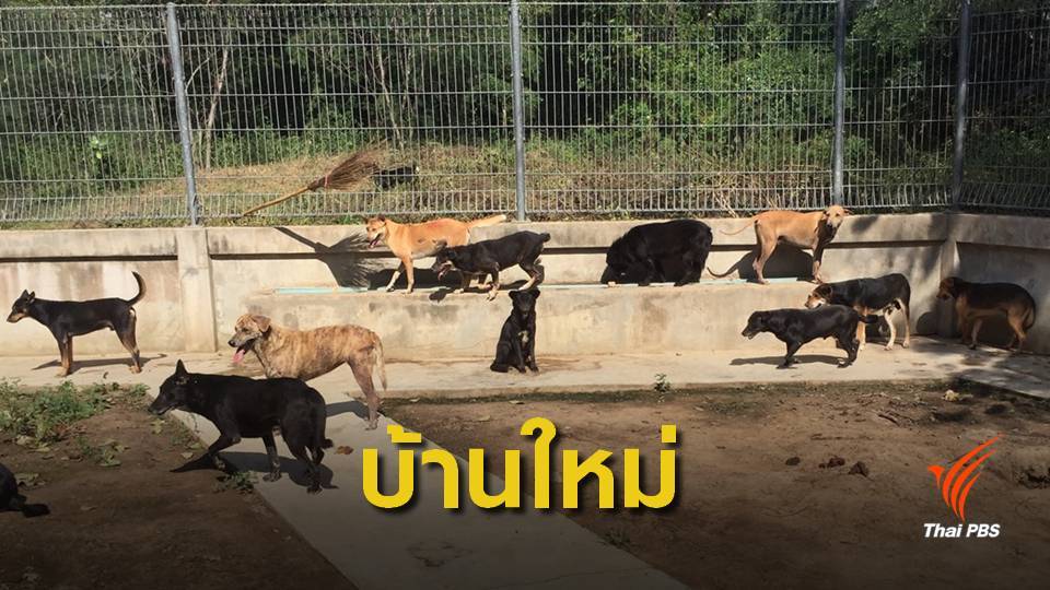 บ้านใหม่ "น้องหมาจรจัด" ฝึกพฤติกรรมให้เชื่อง