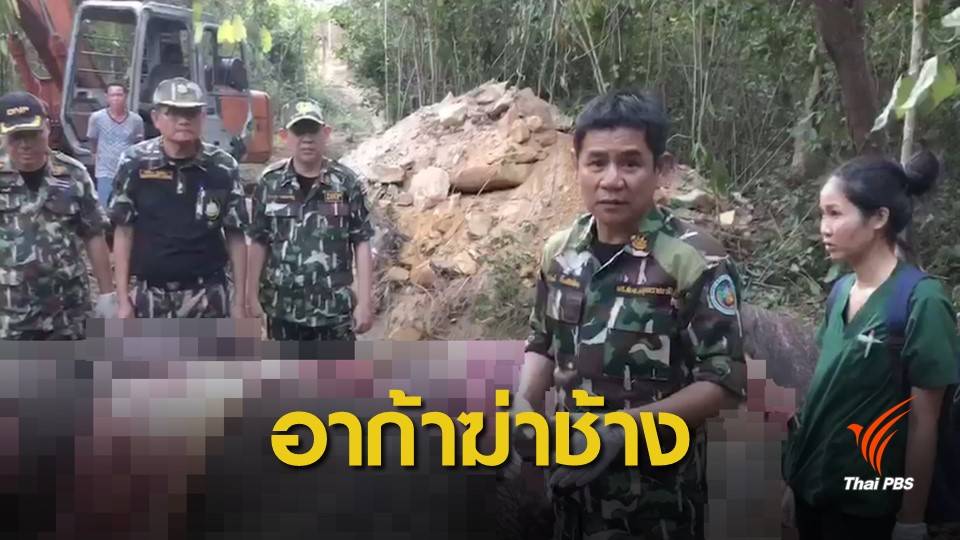 ช้างป่าตายบริเวณน้ำตกห้วยทรายใหญ่ พบกระสุนอาก้าฝังใน