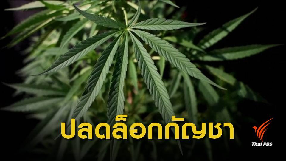 สนช.รับวาระแรก แก้กฎหมายใช้กัญชาทางการแพทย์