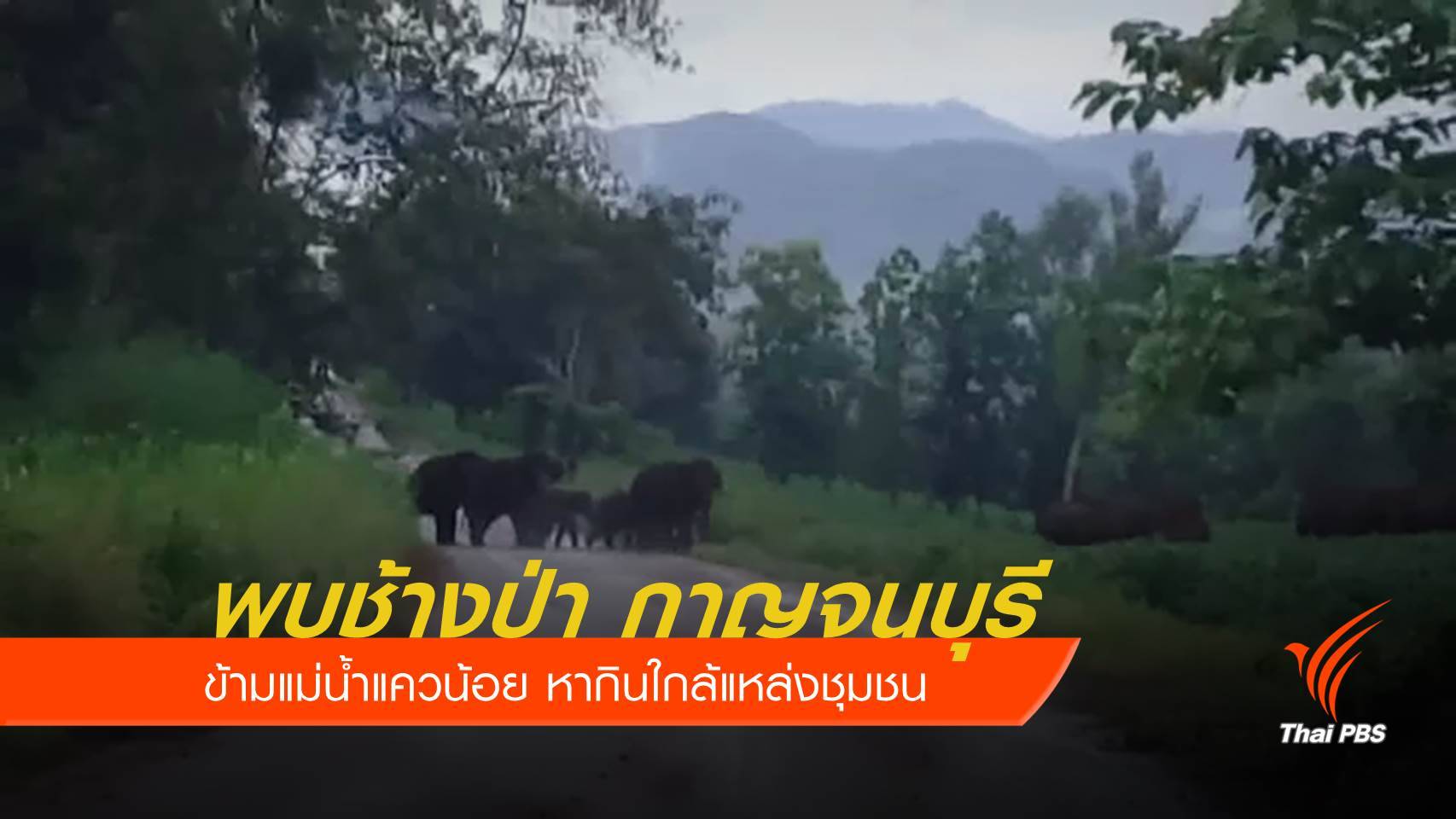 กาญจนบุรีเฝ้าระวัง “โขลงช้างป่า” หากินแหล่งชุมชน – ผลักดันกลับเข้าป่า