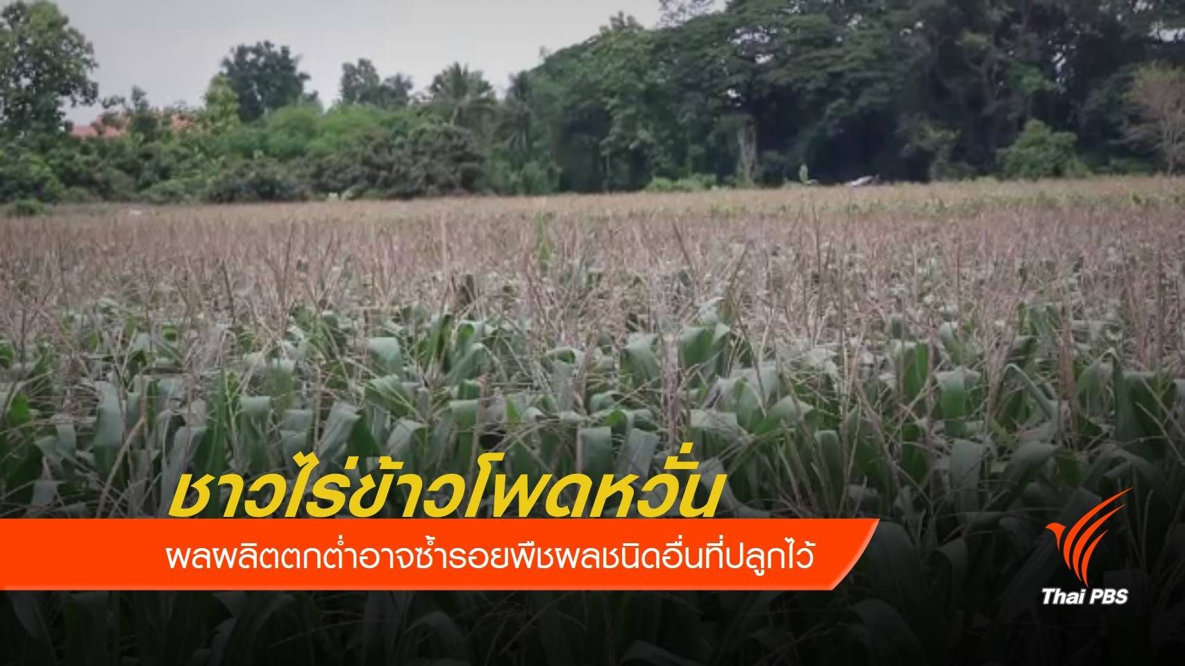 ทุนปลูกข้าวโพดพุ่ง 5 พันบาท-สวนทางราคาขาย 5 บาทต่อกิโลกรัม