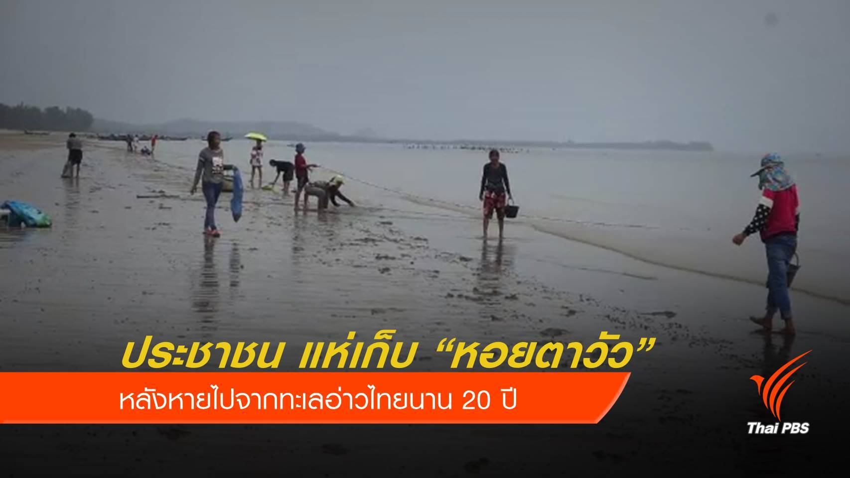 กลับมาแล้ว “หอยตาวัว” หลังหายจากทะเลอ่าวไทยนาน 20 ปี 