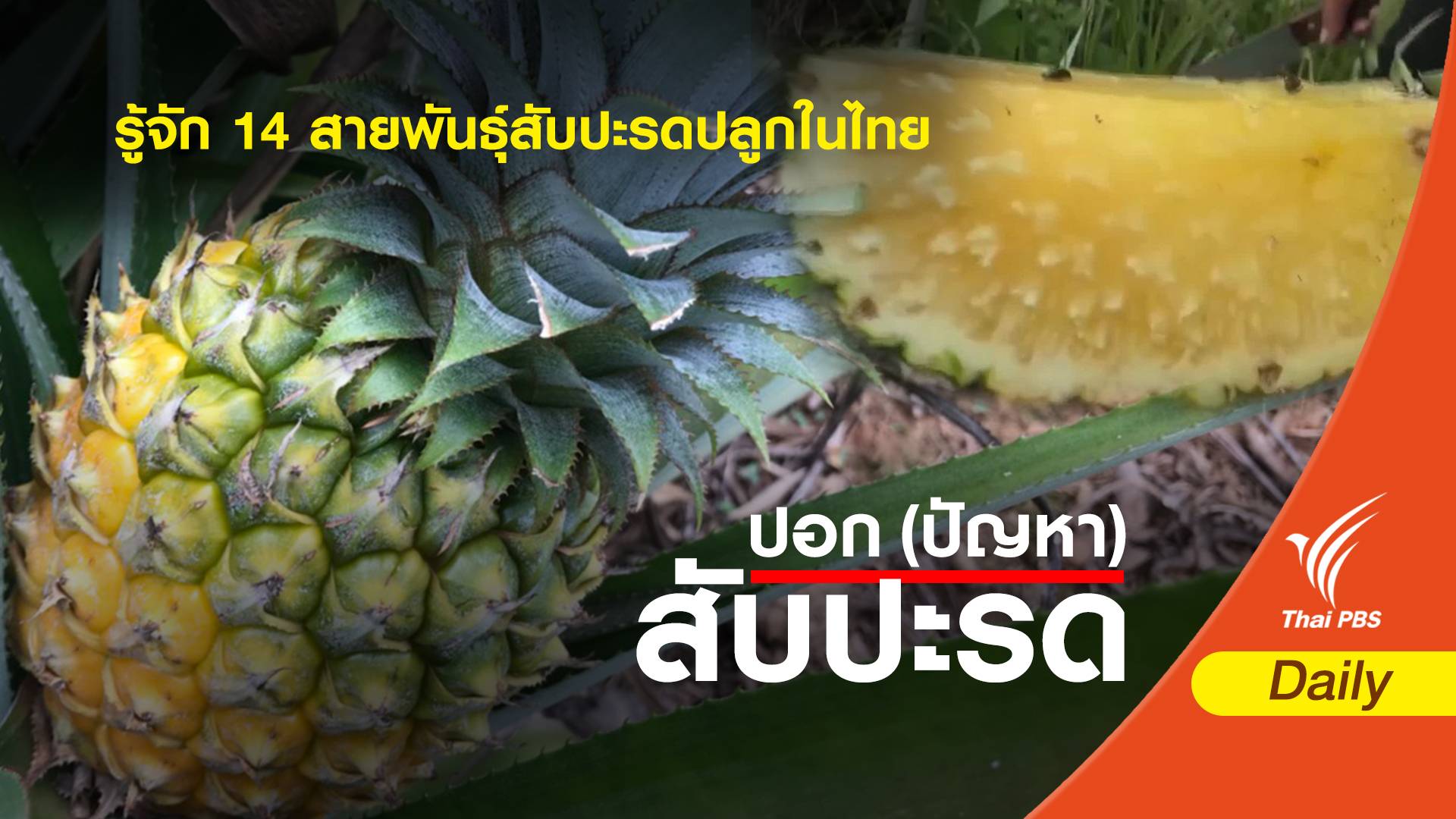 รู้จัก 14 สายพันธุ์สับปะรดปลูกในไทย