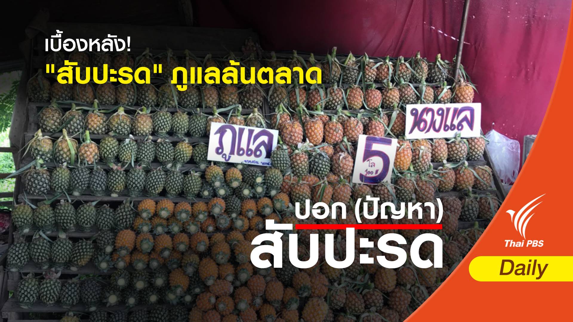 เบื้องหลัง! "สับปะรด" ภูแลล้นตลาด