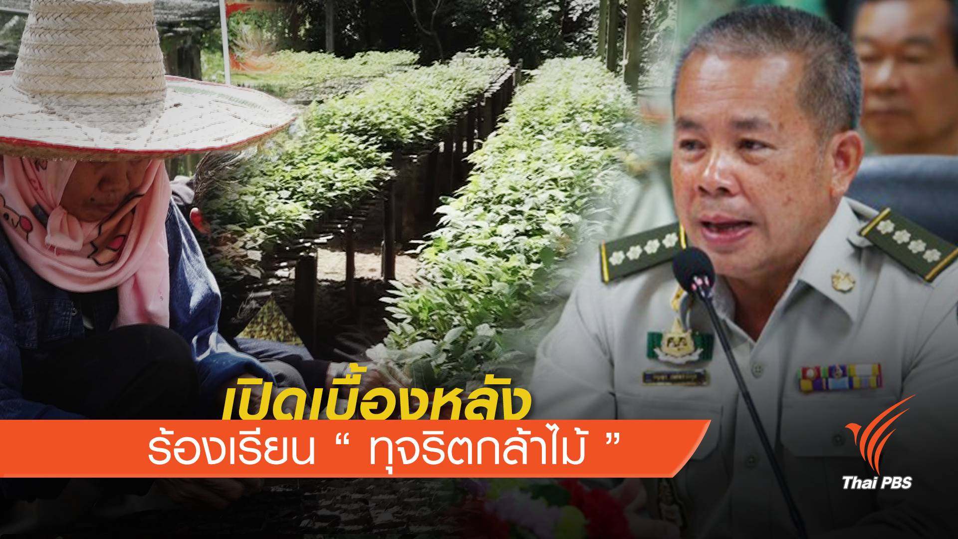 เปิดเบื้องหลัง ร้องเรียน "ทุจริตกล้าไม้"