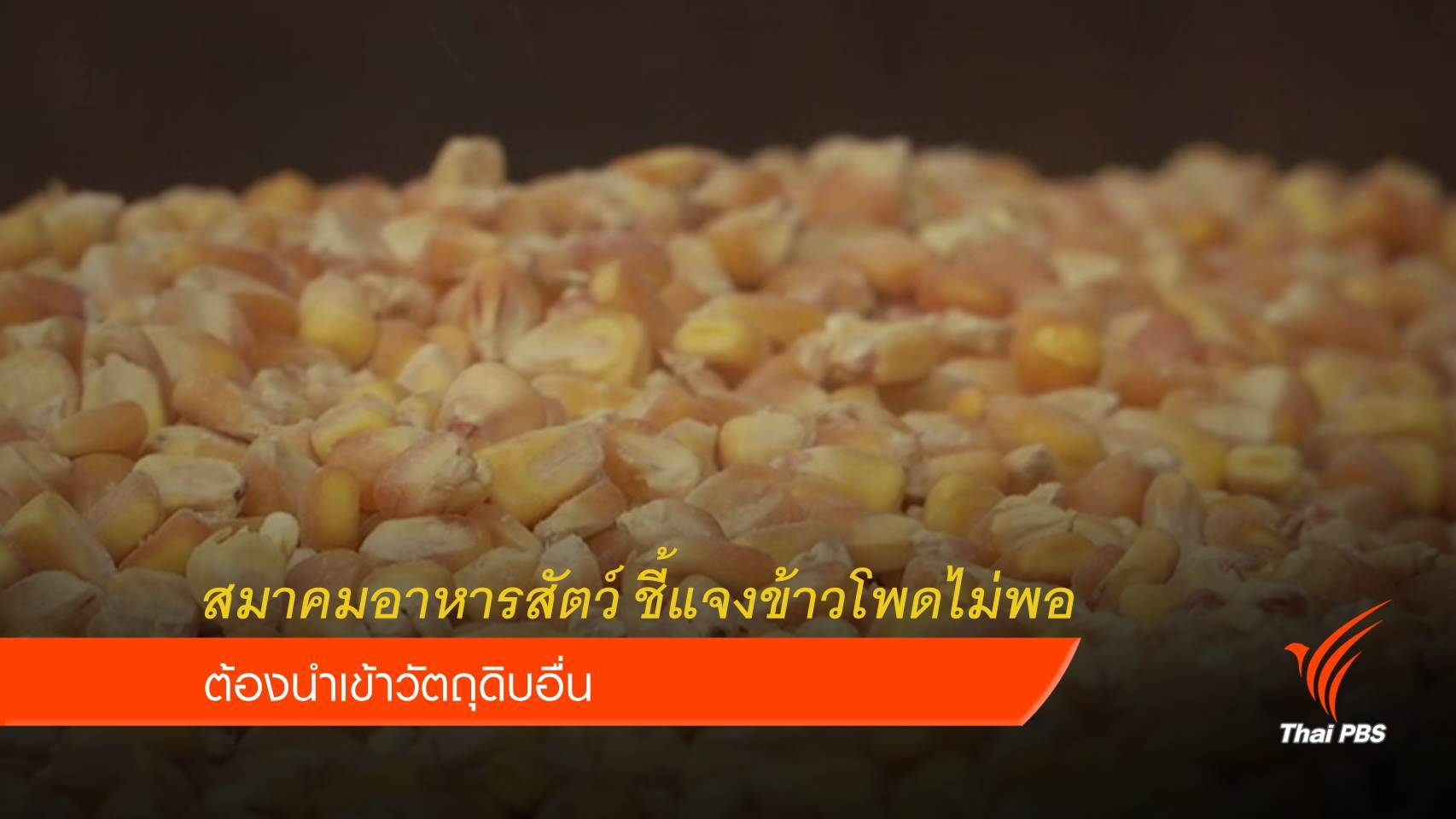 เกษตรกรกังวล รง.หยุดรับซื้อข้าวโพด เปิดทางนำเข้า "ข้าวบาร์เลย์"