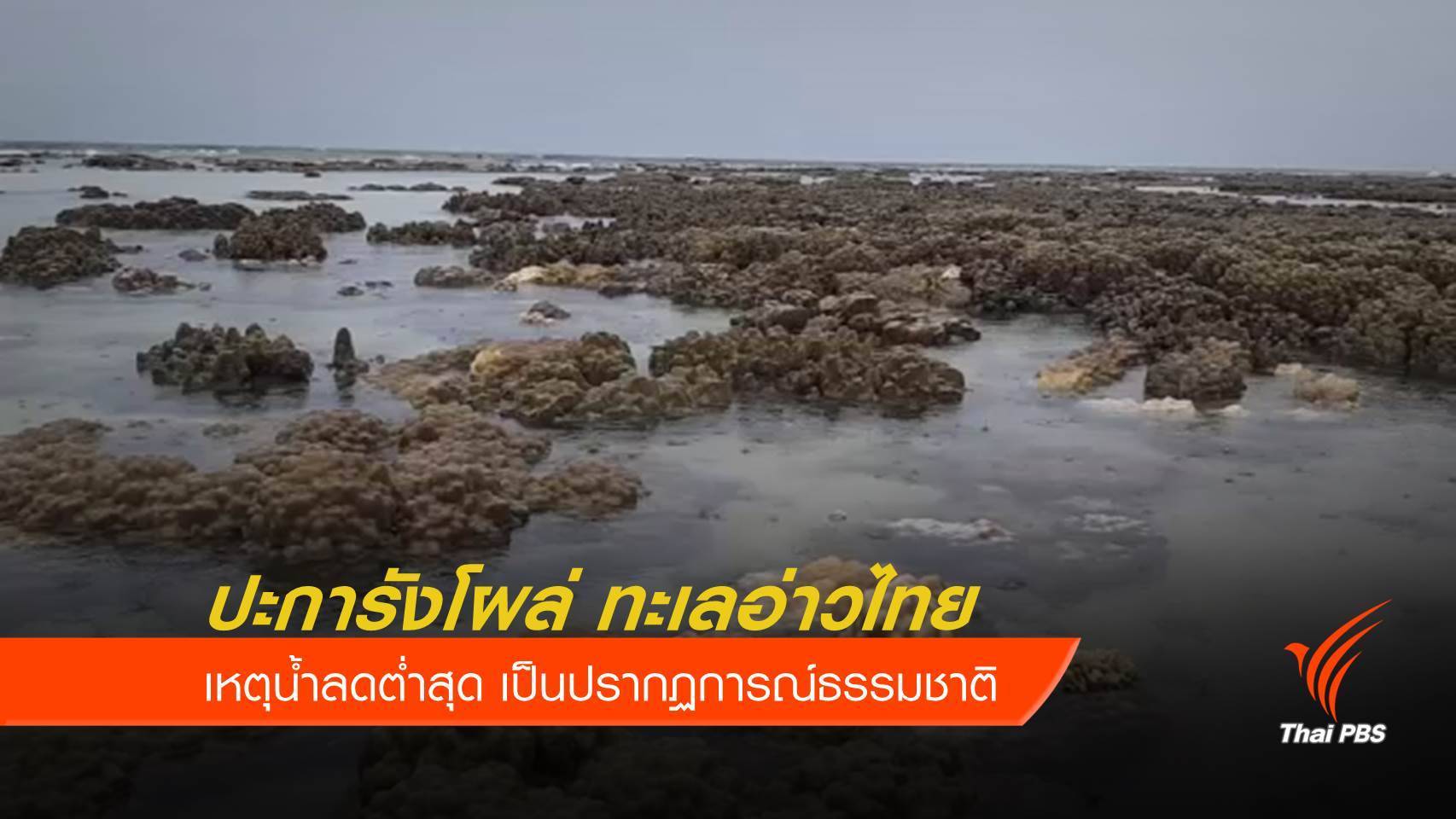 “ธรณ์” ระบุ ทะเลอ่าวไทยลดต่ำสุดในรอบ 20 ปี ไม่เกี่ยวข้อง “สึนามึ” 