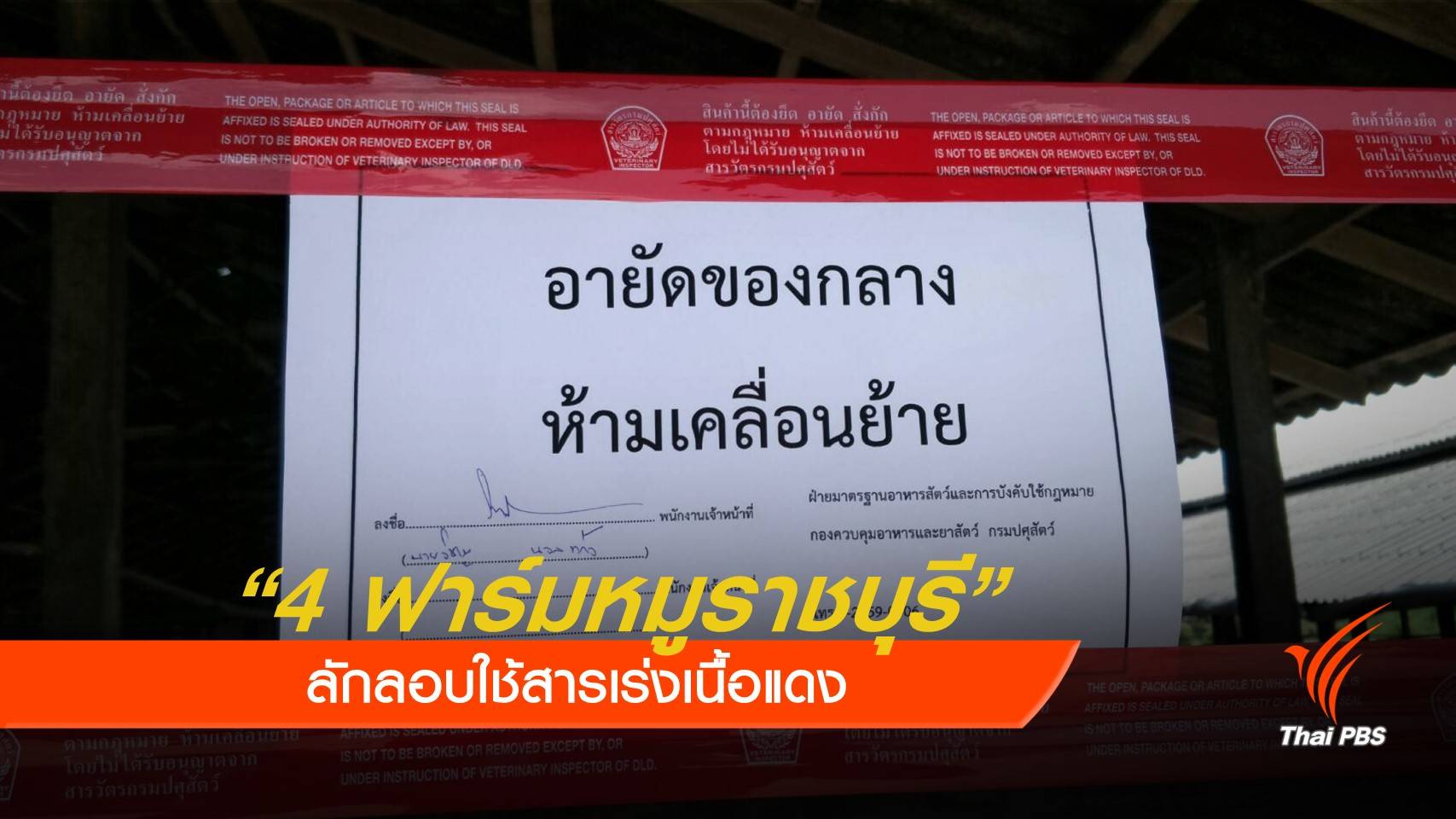 "กรมปศุสัตว์" บุกตรวจฟาร์มหมูราชบุรี พบ 4 ฟาร์มลักลอบใช้สารเร่งเนื้อแดง