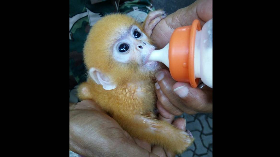 ยึด "ลูกค่างแว่นถิ่นใต้" แอบเลี้ยงกับสัตว์ป่าคุ้มครองอีก 33 ตัว