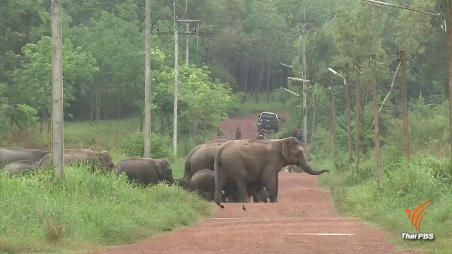 คาดอีก 2 ปี ช้างล้นป่ารอยต่อ 5 จังหวัดภาคตะวันออก