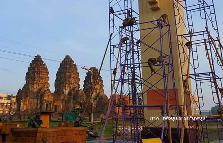 "ทำหมันลิง" ไร้ผลผสมพันธุ์วันละ 30 ครั้ง