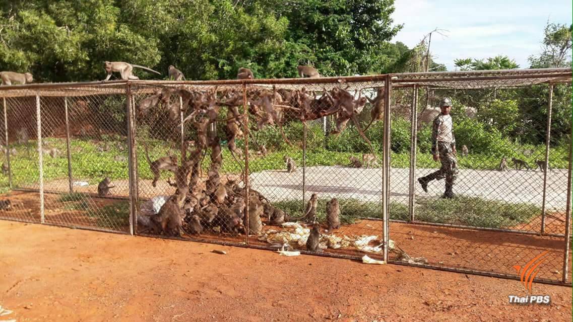 เปิด 5 เกาะภูเก็ตนำร่องพร้อมปล่อยเจ้าจ๋อเกเร