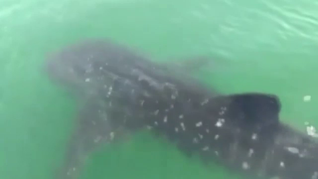 ชาวประมงกระบี่พบ "ฉลามวาฬ" ว่ายอวดโฉมที่เกาะทะลุ