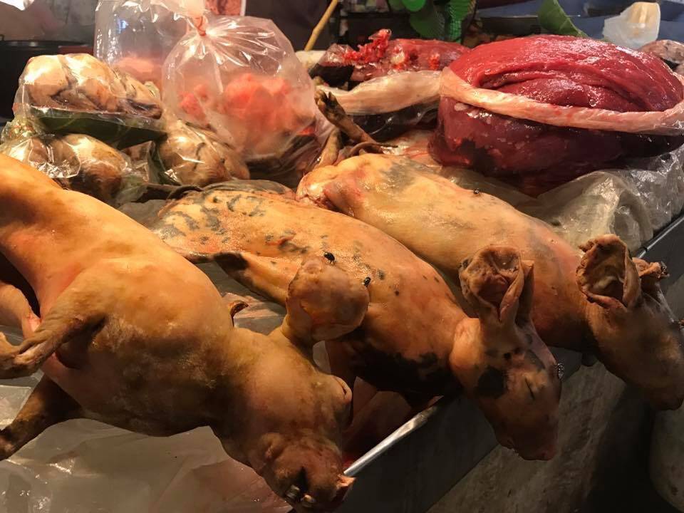 หลักฐานชัด "ตลาดทุ่งเกวียน"แหล่งขายซากสัตว์ป่าเย้ยกฎหมาย