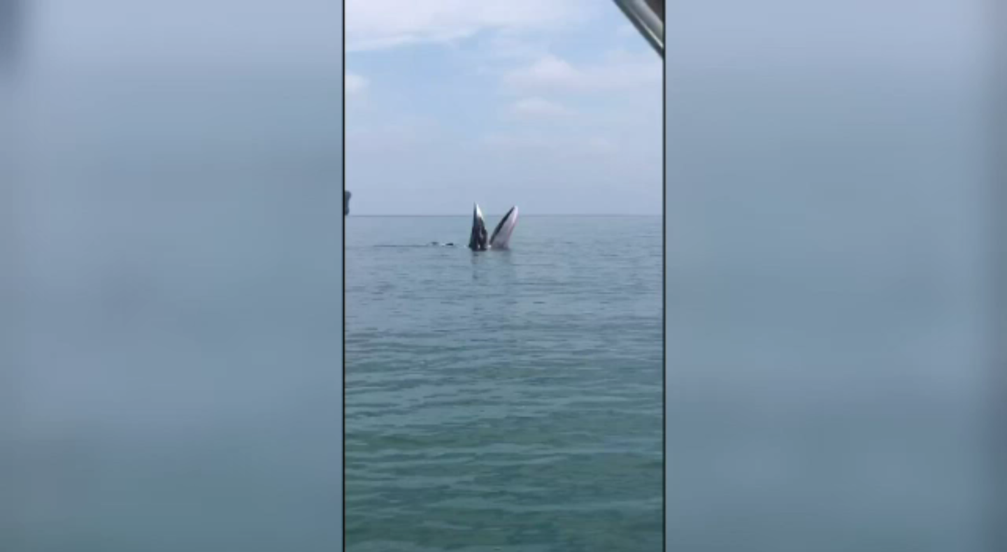 วาฬบรูด้าโผล่ใกล้อุทยานฯ หมู่เกาะอ่างทอง