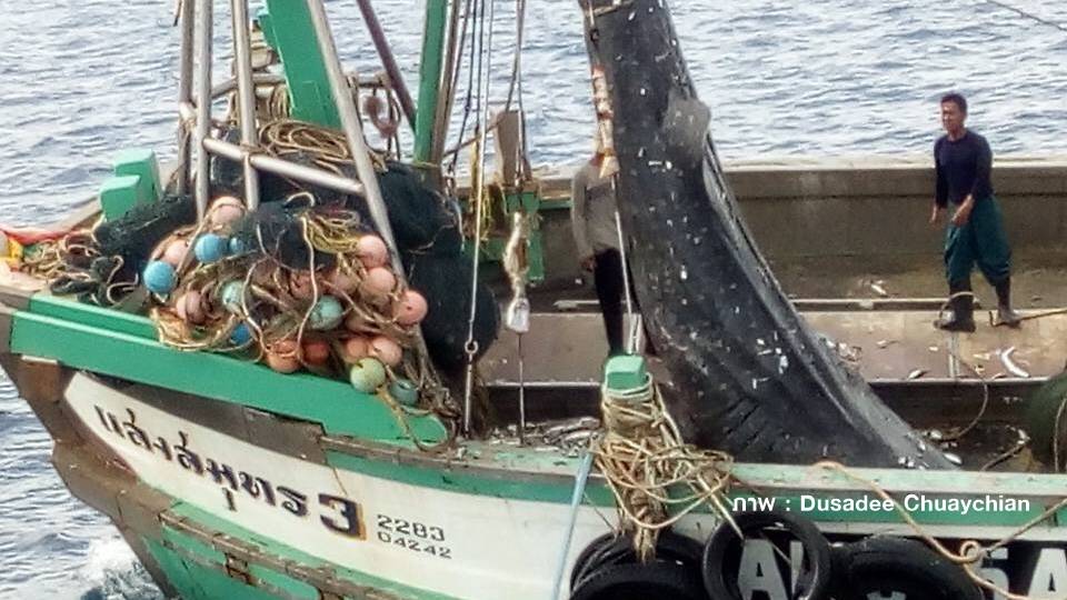 ทช.แจ้งความเรือล่าฉลามวาฬทิ้งทะเลภูเก็ตมาลงโทษ