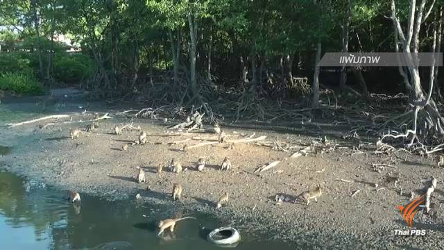 หน.อุทยานหมู่เกาะพีพี ชี้จับลิงปล่อยเกาะแก้ปัญหาปลายเหตุ