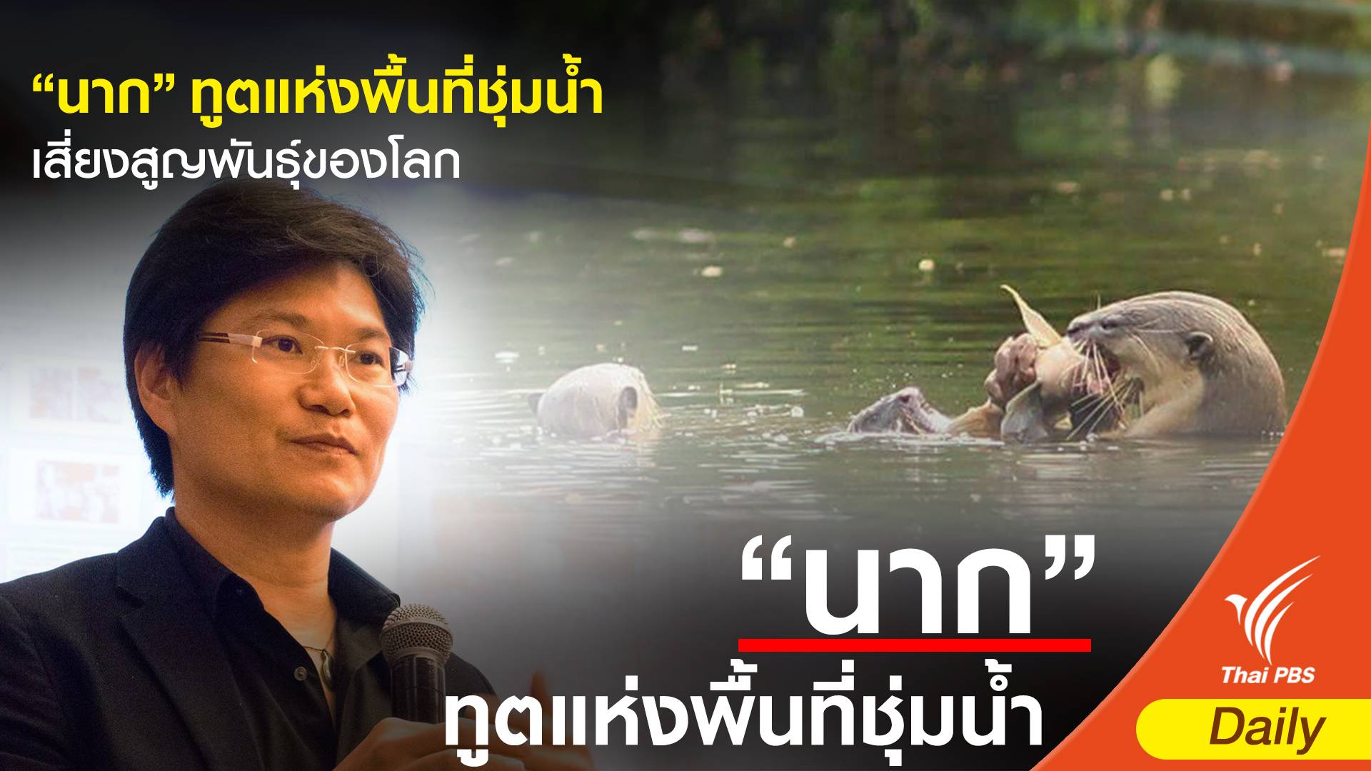 "นาก" ทูตแห่งพื้นที่ชุ่มน้ำ เสี่ยงสูญพันธุ์ของโลก