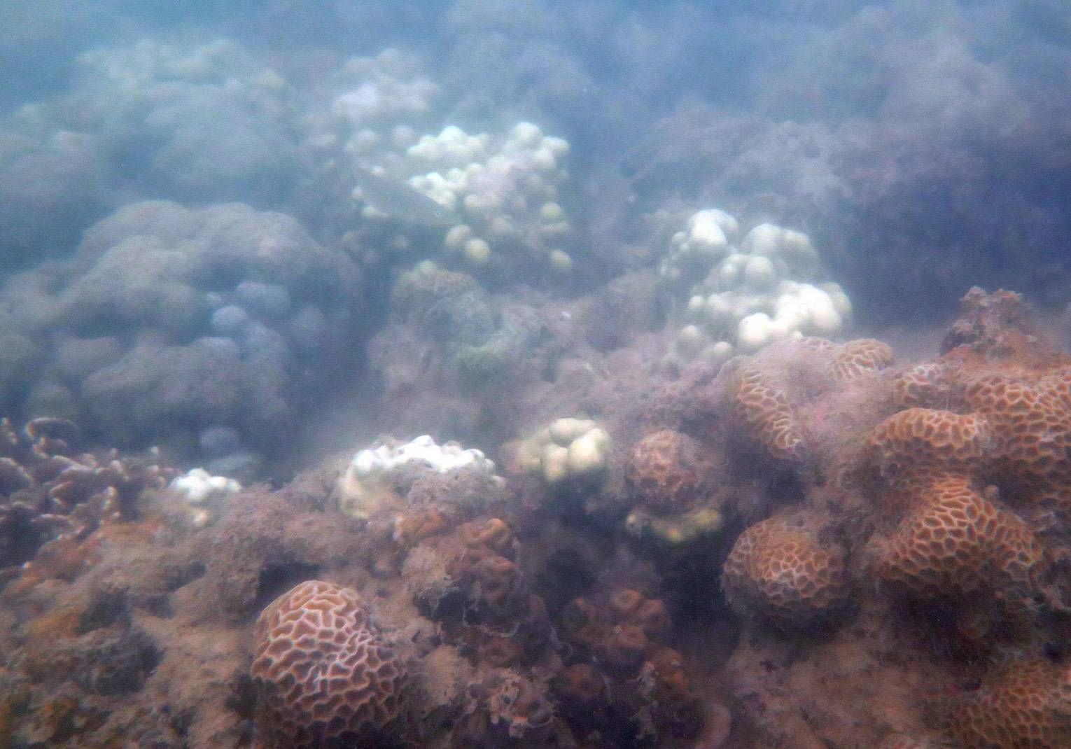 ปะการังเกาะไม้ท่อน-เกาะเฮ เริ่มฟอกขาว 5-10%