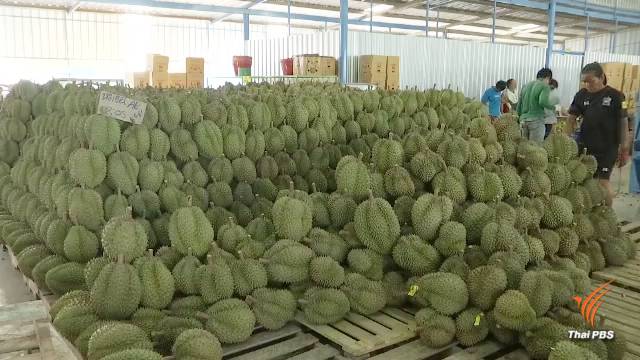 "อาลีบาบา" เตรียมทำข้อตกลงซื้อทุเรียนอีก 8 แสนลูก