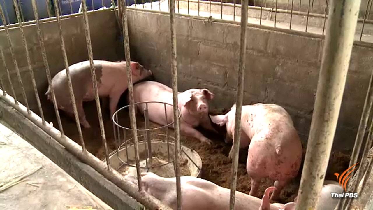 ปศุสัตว์โคราชชี้หมูในตลาดยังซื้อกินได้