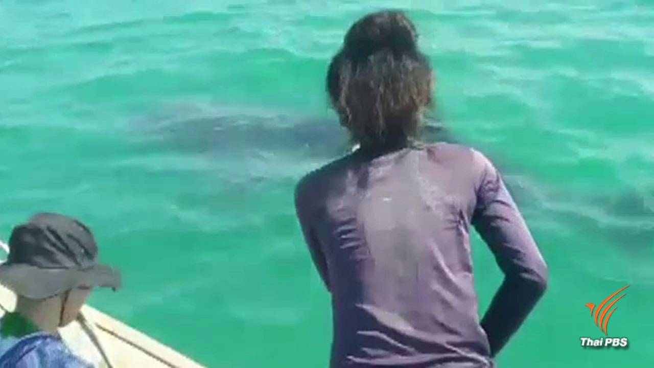 เตือนอันตรายนักท่องเที่ยวอย่าเข้าใกล้-จับฉลามวาฬ