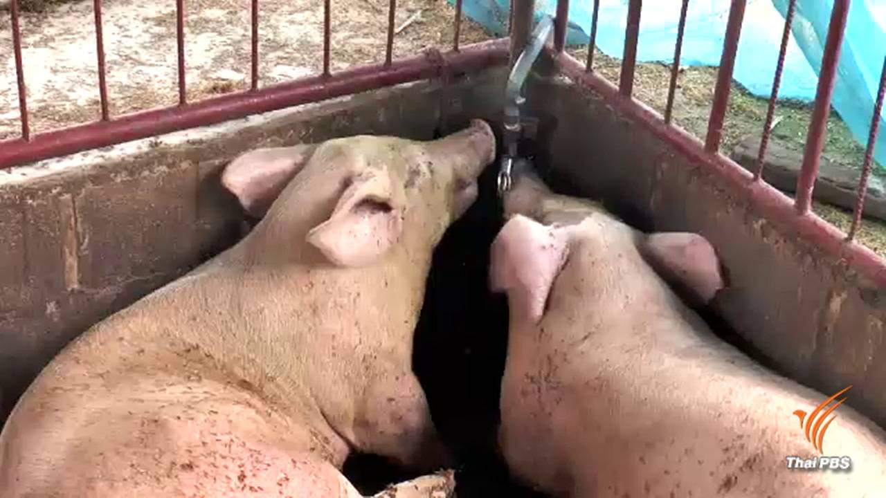 หมูป่วยตายในโคราช ตรวจพบติดเชื้อพิษสุนัขบ้า