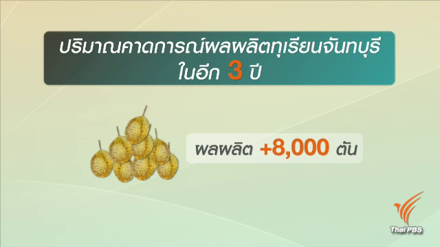 แห่ปลูกทุเรียนเสี่ยงทำราคาตก คาดอีก 3 ปีทุเรียนเมืองจันทบุรีทะลุ 8,000 ตัน