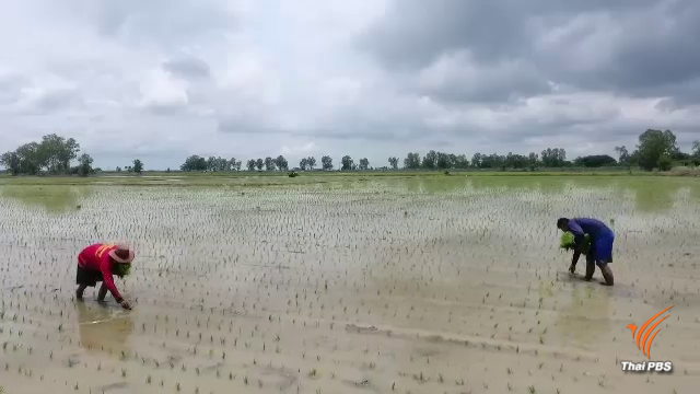 ชาวนาพิจิตร ดำนา "วันพืชมงคล" หวังพืชผลเจริญงอกงาม ผลผลิตดี